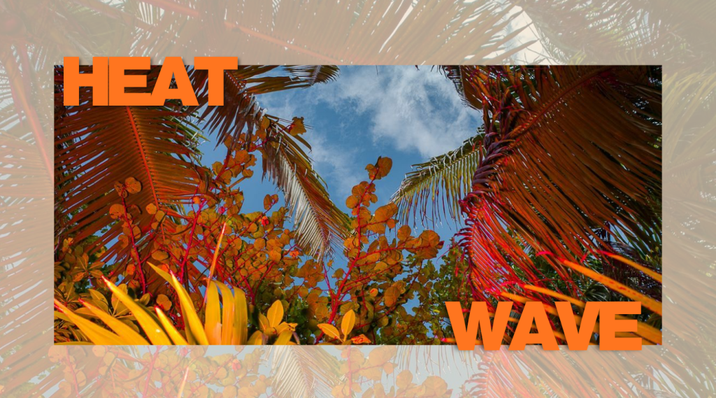 HEAT WAVE - The Blue Note